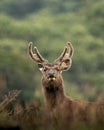 Sambar Deer at Horton Plains, Sri Lanka Royalty Free Stock Photo