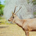 A sambar Deer , India Royalty Free Stock Photo
