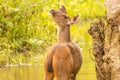Sambar deer at kabini forest area Royalty Free Stock Photo