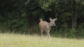 Sambar deer in Khao Yai National Park Thailand