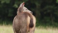 Sambar deer in khao yai national park thailand