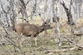 Sambar deer in the forest with a treepie clinging on to its neck.