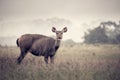 Sambar deer in meadows forest at Khao Yai national park, Thailand