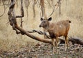 Sambar deer in Pench Tiger Reserve