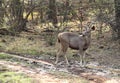Sambar deer in Ranthambore forest