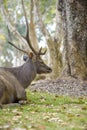 Sambar Deer Ruminant in nature reserve Royalty Free Stock Photo