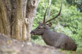 Sambar Deer Ruminant in nature reserve Royalty Free Stock Photo
