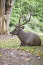 Sambar Deer Ruminant in nature reserve Royalty Free Stock Photo