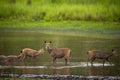 sambar deer or rusa unicolor herd or family resting or relaxing in water body in natural scenic green background during outdoor