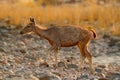 Sambar deer, Rusa unicolor, large animal, Indian subcontinent, China, nature habitat. Bellow majestic powerful adult animal in sto
