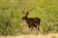 Sambar deer, Rusa unicolor, large animal, Indian subcontinent, Rathambore, India. Deer, nature habitat. Bellow majestic powerful a