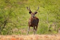 Sambar deer, Rusa unicolor, large animal, Indian subcontinent, Rathambore, India. Deer, nature habitat. Bellow majestic powerful a