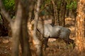 Sambar deer, Rusa unicolor, large animal, Indian subcontinent, Rathambore, India. Deer, nature habitat. Bellow majestic powerful a