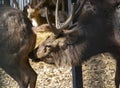 Sambar Deer Rusa unicolor Male flehmen response