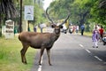 A sambar Deer Rusa unicolor