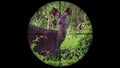 Sambar Deer Rusa unicolor Seen in Gun Rifle Scope. Wildlife Hunting. Poaching Endangered, Vulnerable, and Threatened