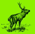 Sambar deer rusa unicolor stag standing in a landscape and roaring, on a green background