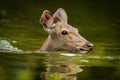 Sambar deer(Rusa unicolor )