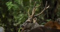 Sambar Deer Rusa unicolor in the wild Royalty Free Stock Photo