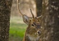 A Sambar deer Royalty Free Stock Photo