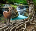 sambar deer standing beside bayan tree root in front of lime stone water falls at deep and purity forest use for wild life in nat Royalty Free Stock Photo