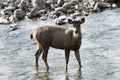 A Sambar deer standing in water