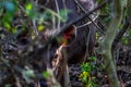 Sambar Deer Sensing Danger