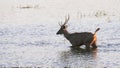 Sambar deer wading in lake tadoba at tadoba andhari tiger reserve