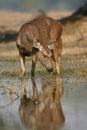 Sambar deer in water