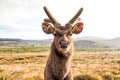 Sambar deer in wild