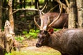 Sambar deer in the wild