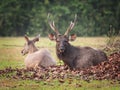 Sambar deers.