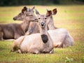 Sambar deers.