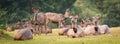 Sambar deers. Panorama