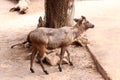 Sambar deers