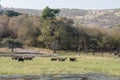 Sambar Deers in waterhole,Ranthambhore National park,Rajasthan,India