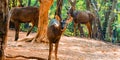 The sambar or indian sambardeer sambur in jungle