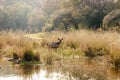 Sambar Rusa Ranthambore National Park Sawai Madhopur Rajasthan India