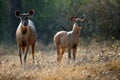 The sambar (Rusa unicolor)