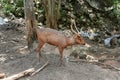 The sambar Rusa unicolor deer on nature background.