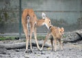 Female Sambar (Rusa unicolor)deer with her baby inside the zoo at Kolkata