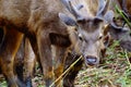 Sambar or Rusa Unicolor