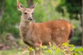 Fawn Sambar in summer.