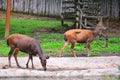 Sambar (Rusa unicolor) deer