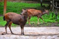 Sambar (Rusa unicolor) deer