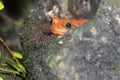 Sambava tomato frog