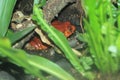 Sambava tomato frog Royalty Free Stock Photo