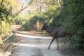 Sambhar deer crossing the road Royalty Free Stock Photo