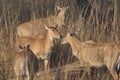 Sambhar Deer in Wildlife Sanctuary Royalty Free Stock Photo
