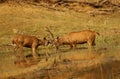 Sambhar stag in a mock fight, Rusa unicolor, Pench National park Madhyapradesh, India